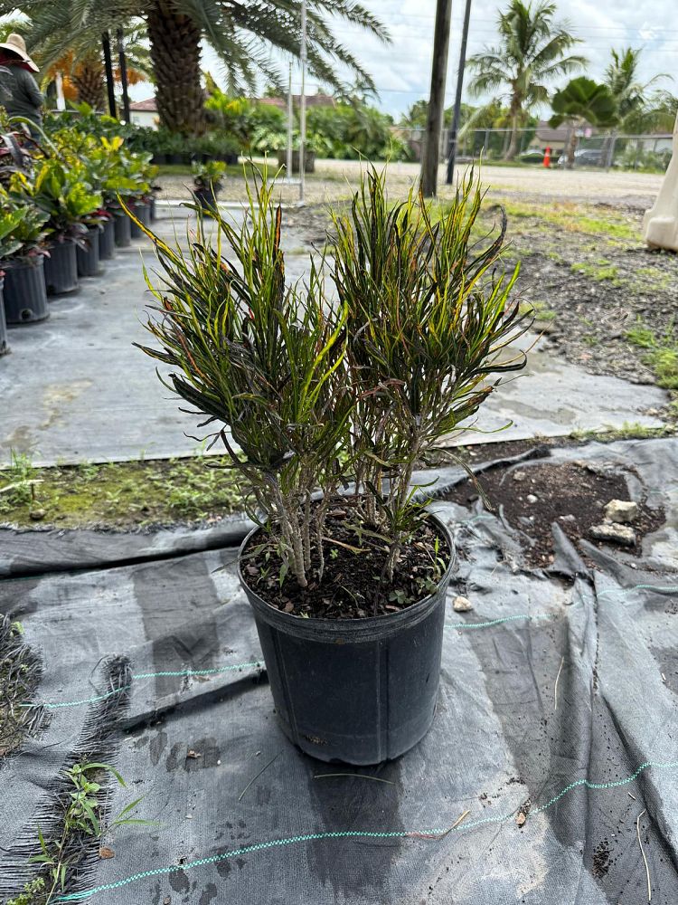 codiaeum-variegatum-picasso-s-paint-brush-croton