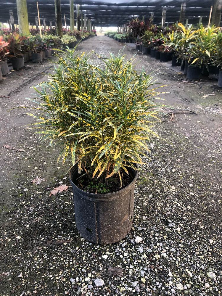 codiaeum-variegatum-pictum-croton