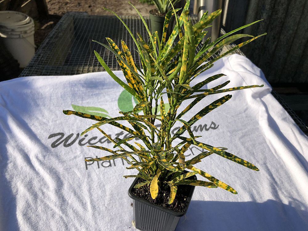 codiaeum-variegatum-pictum-croton