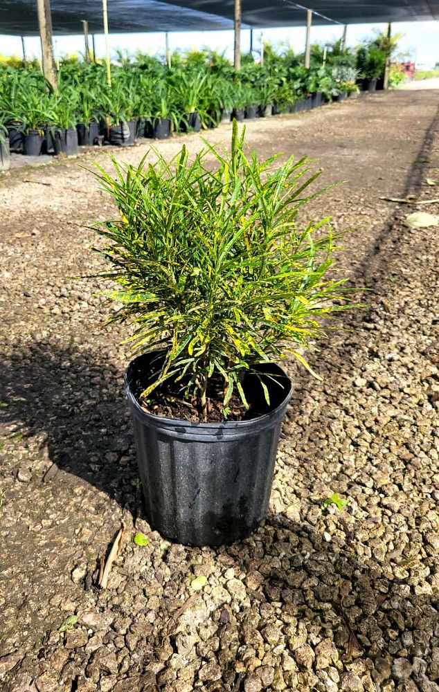 codiaeum-variegatum-pictum-croton