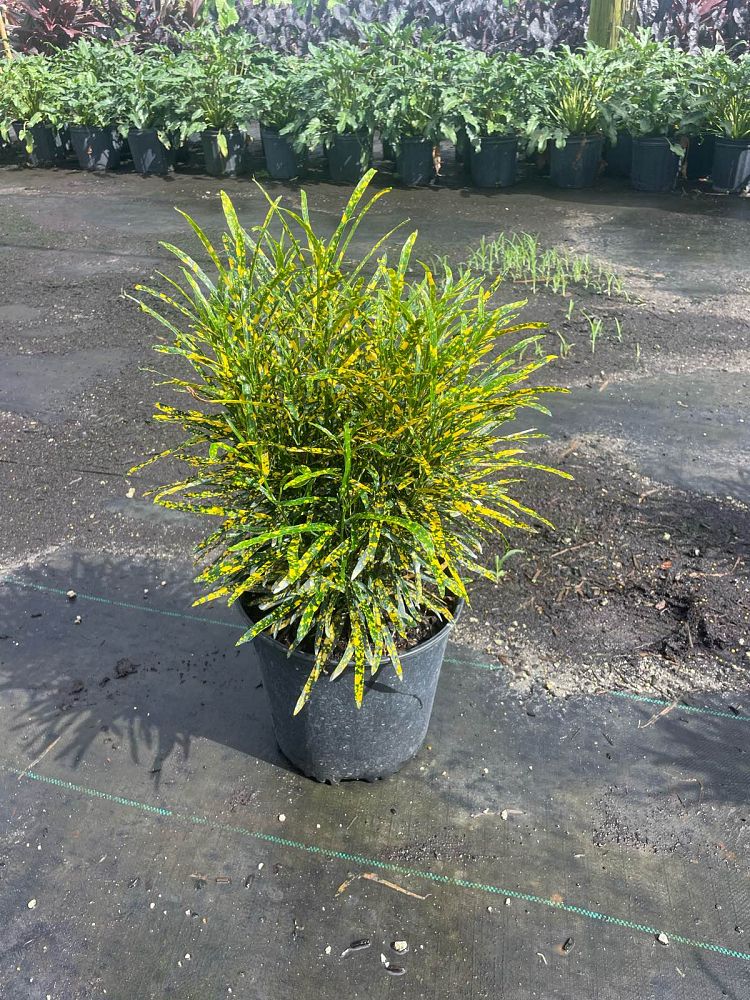 codiaeum-variegatum-pictum-croton