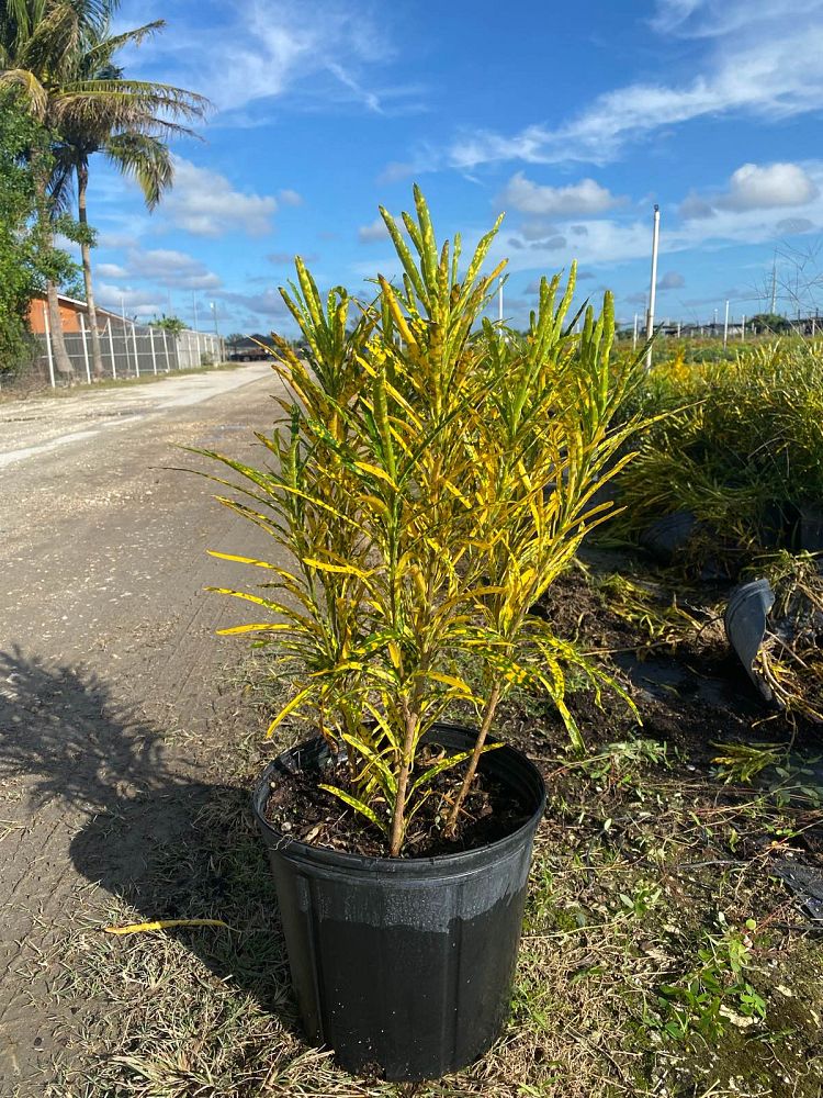 codiaeum-variegatum-pictum-croton