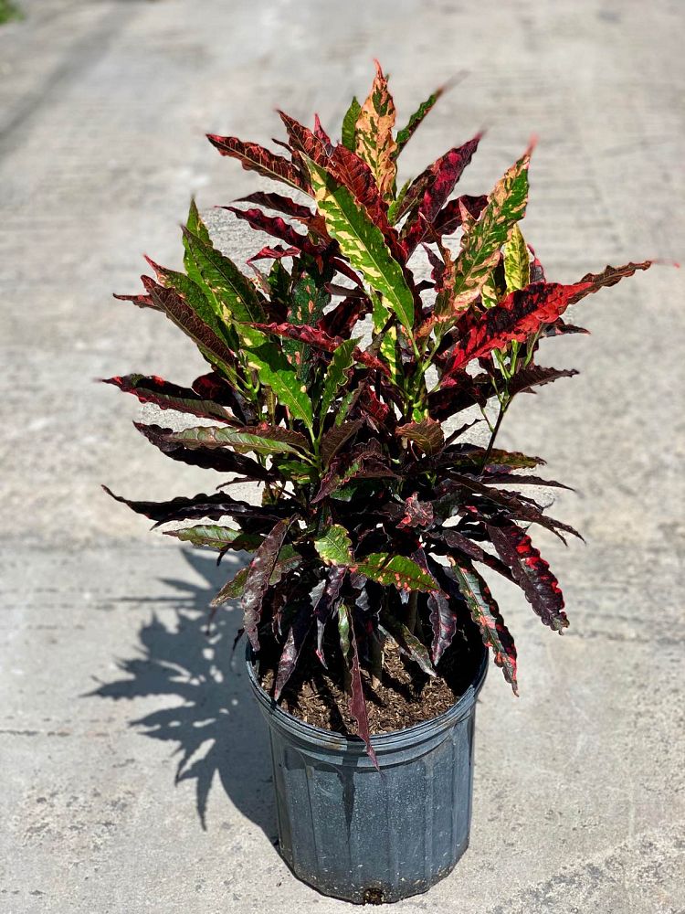 codiaeum-variegatum-piecrust-croton