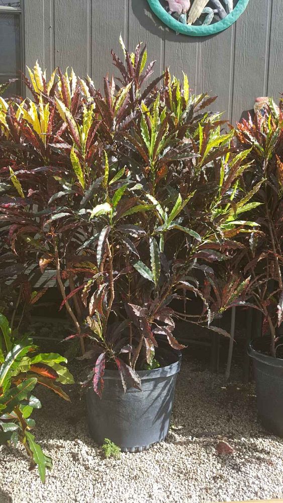 codiaeum-variegatum-piecrust-croton