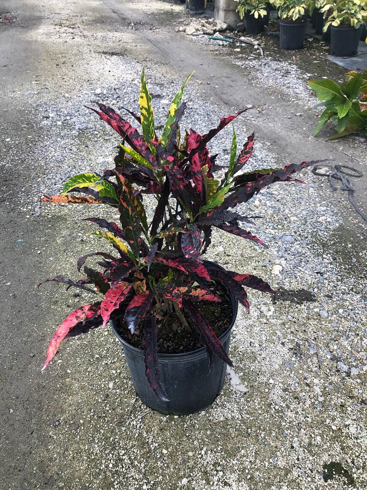 codiaeum-variegatum-piecrust-croton