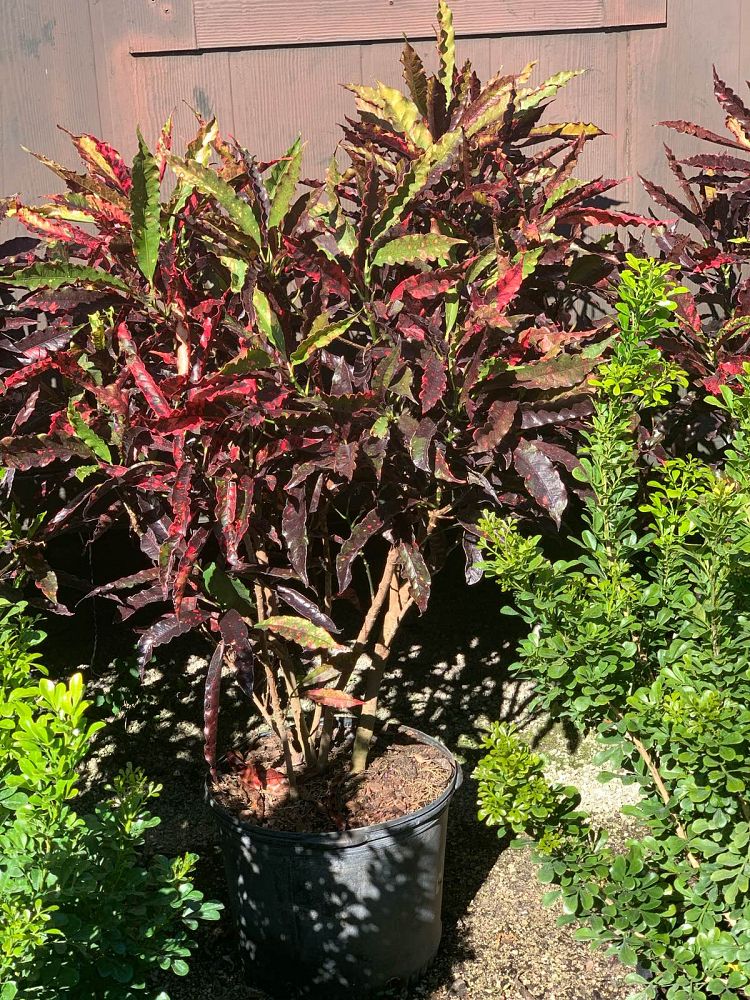 codiaeum-variegatum-piecrust-croton