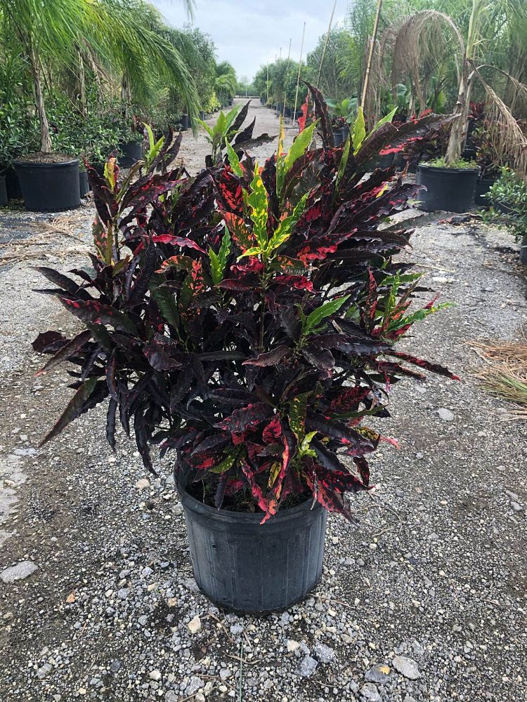 codiaeum-variegatum-piecrust-croton