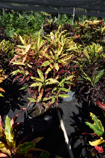 codiaeum-variegatum-piecrust-croton