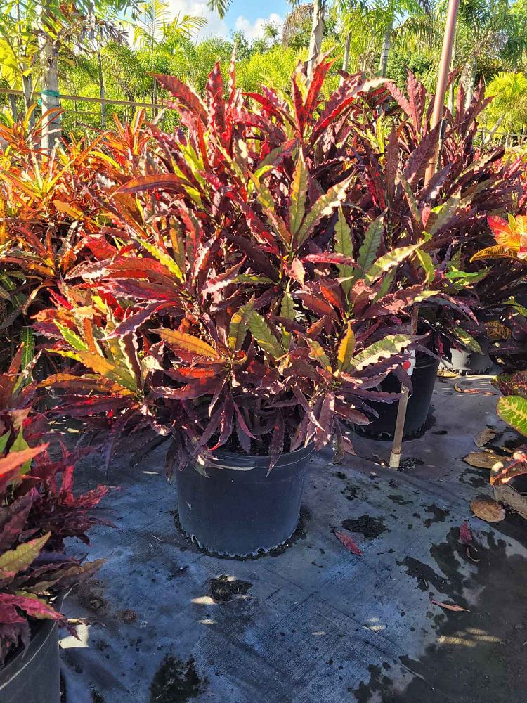 codiaeum-variegatum-piecrust-croton