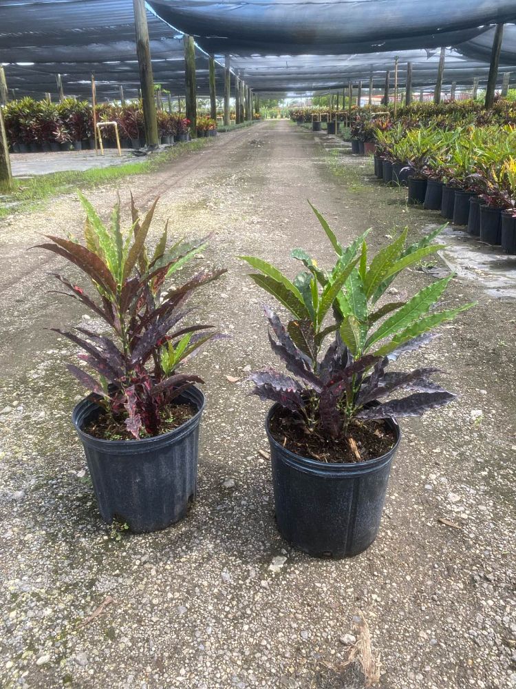 codiaeum-variegatum-piecrust-croton
