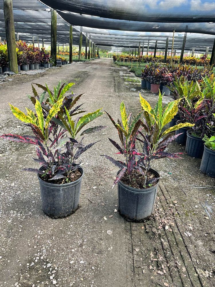 codiaeum-variegatum-piecrust-croton