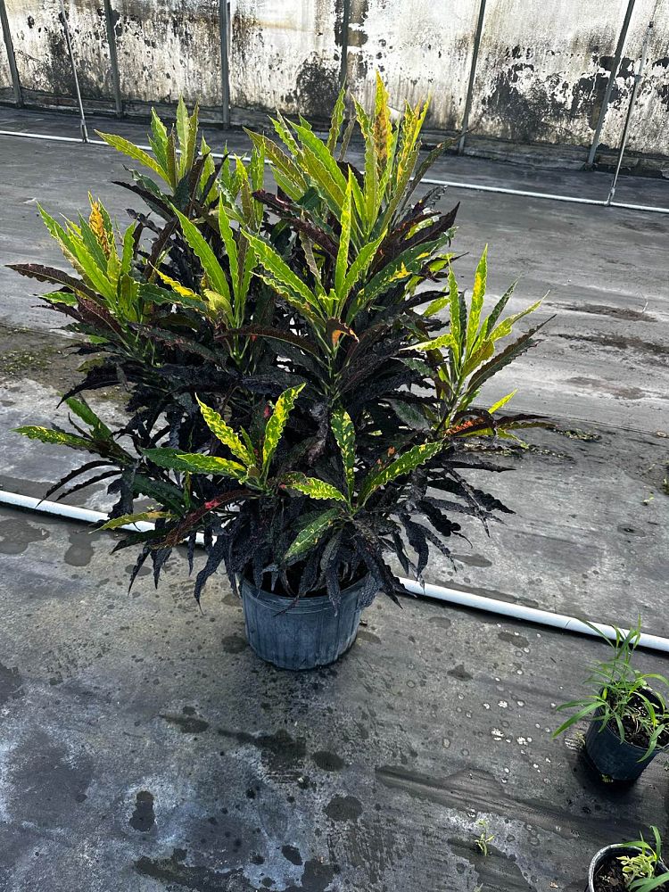 codiaeum-variegatum-piecrust-croton