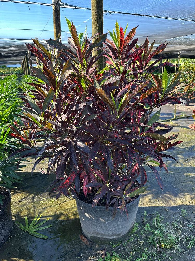 codiaeum-variegatum-piecrust-croton