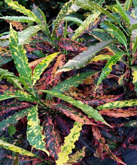 codiaeum-variegatum-pinokkio-croton