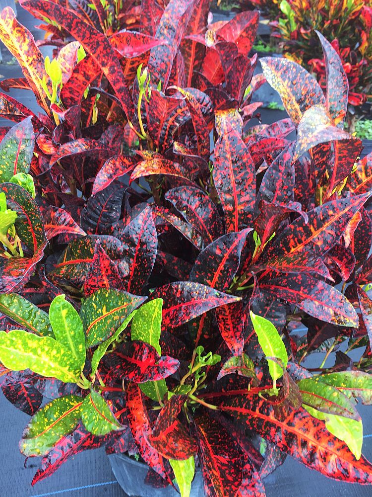 codiaeum-variegatum-pinokkio-croton