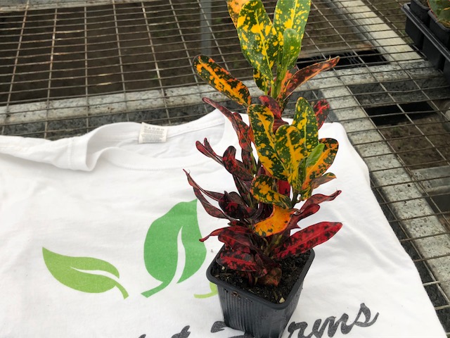 codiaeum-variegatum-red-banana-croton