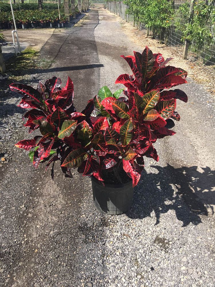 codiaeum-variegatum-red-gloriosa-croton