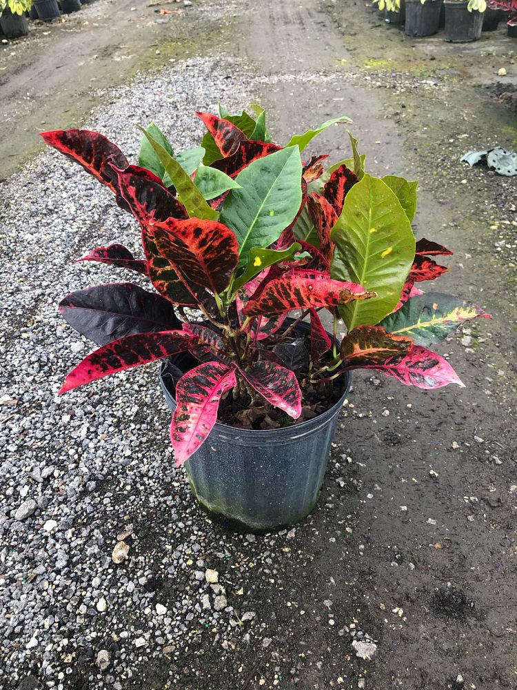 codiaeum-variegatum-red-gloriosa-croton