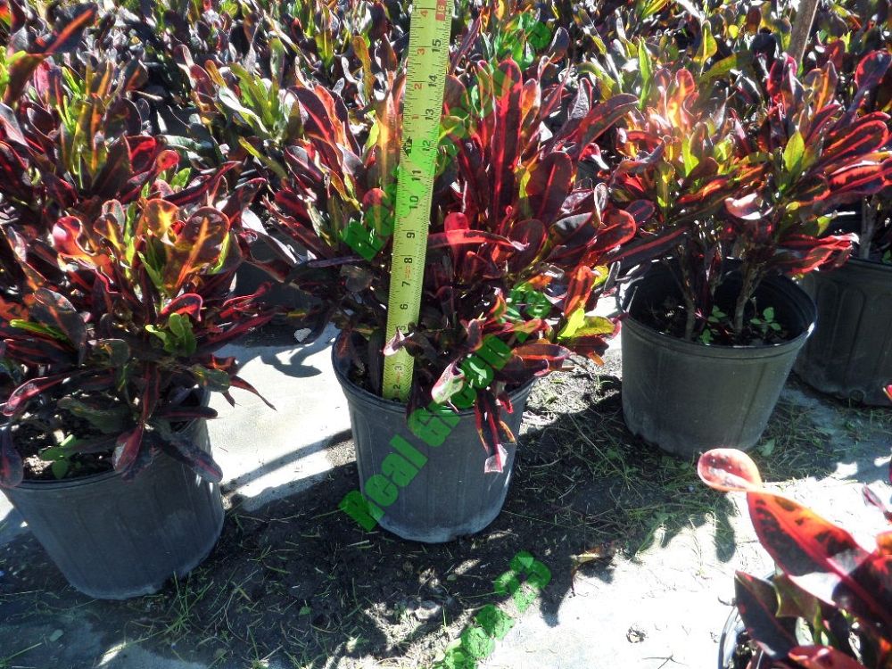 codiaeum-variegatum-red-mammey-croton