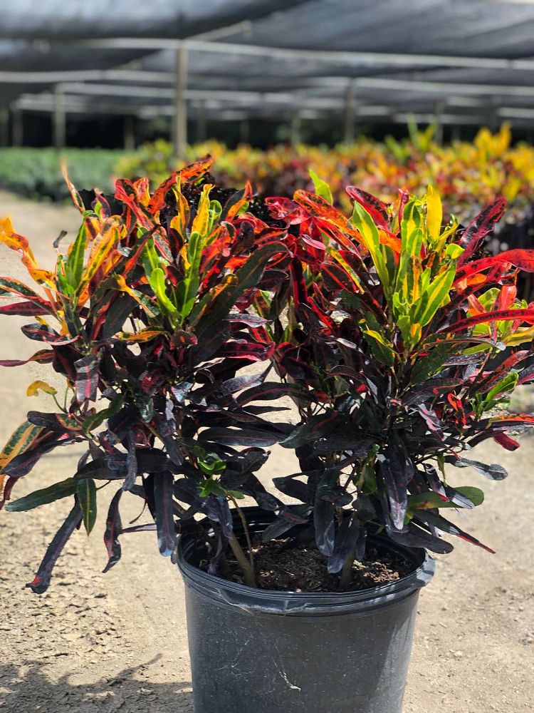 codiaeum-variegatum-red-mammey-croton