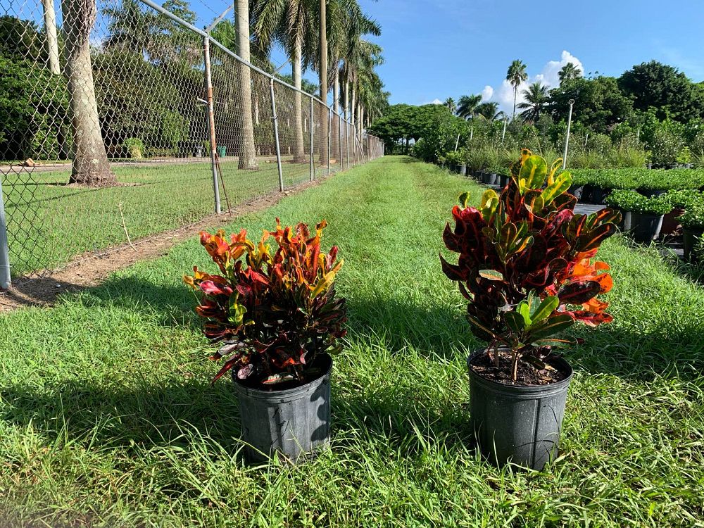 codiaeum-variegatum-red-mammey-croton