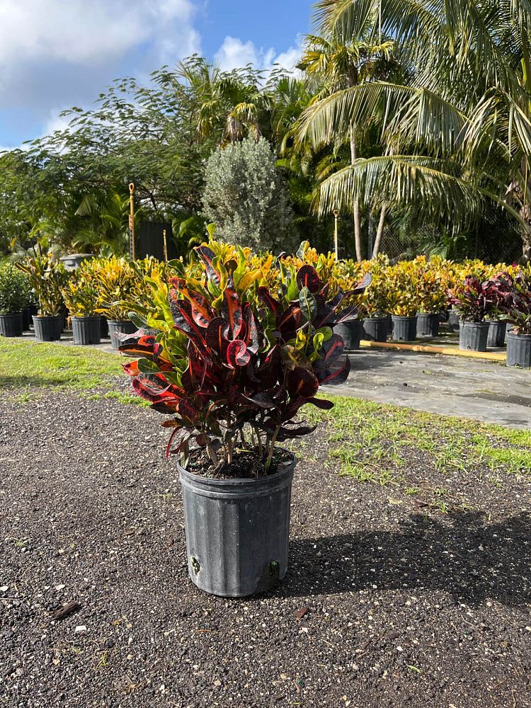 codiaeum-variegatum-red-mammey-croton