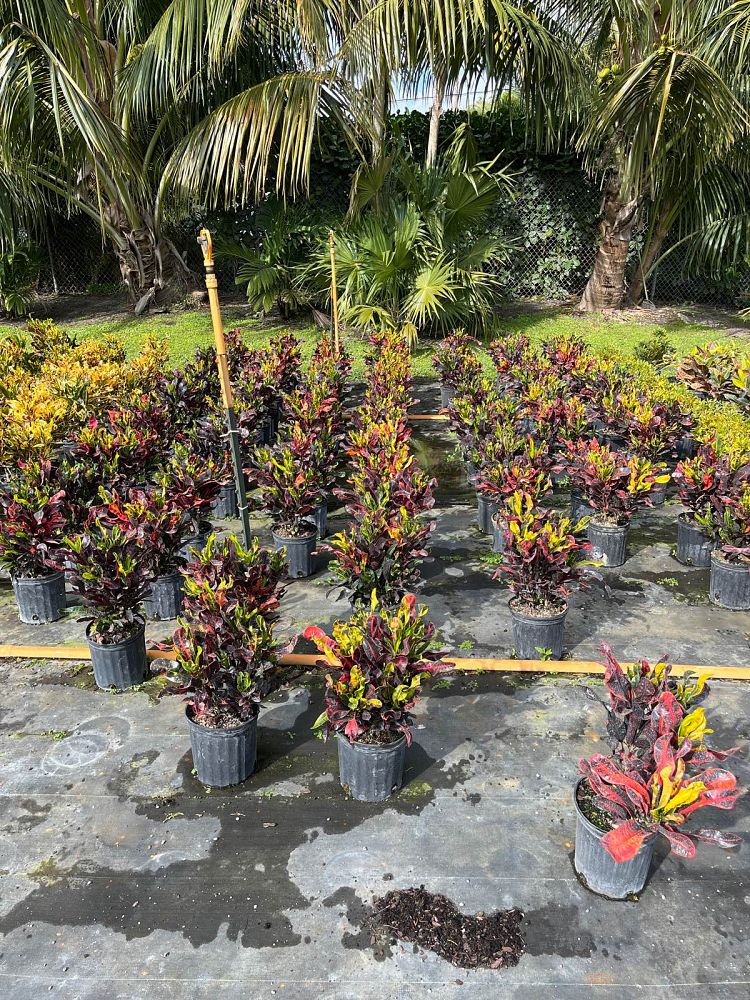 codiaeum-variegatum-red-mammey-croton