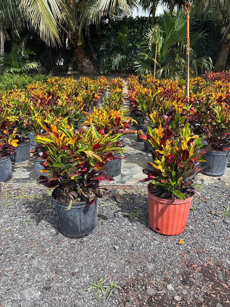 codiaeum-variegatum-red-mammey-croton