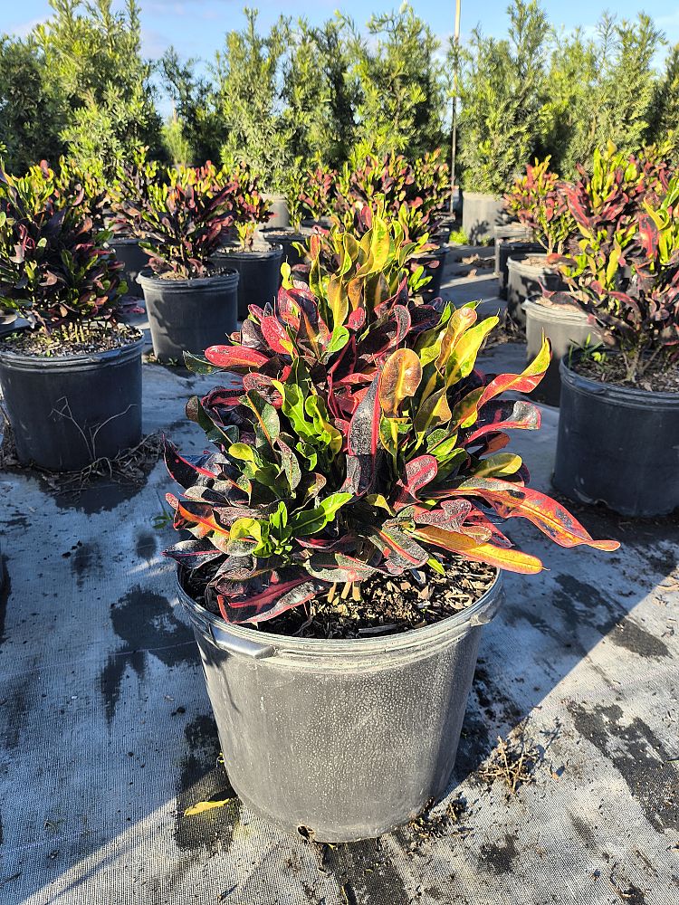 codiaeum-variegatum-red-mammey-croton