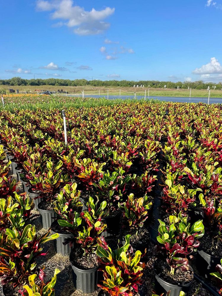 codiaeum-variegatum-red-mammey-croton