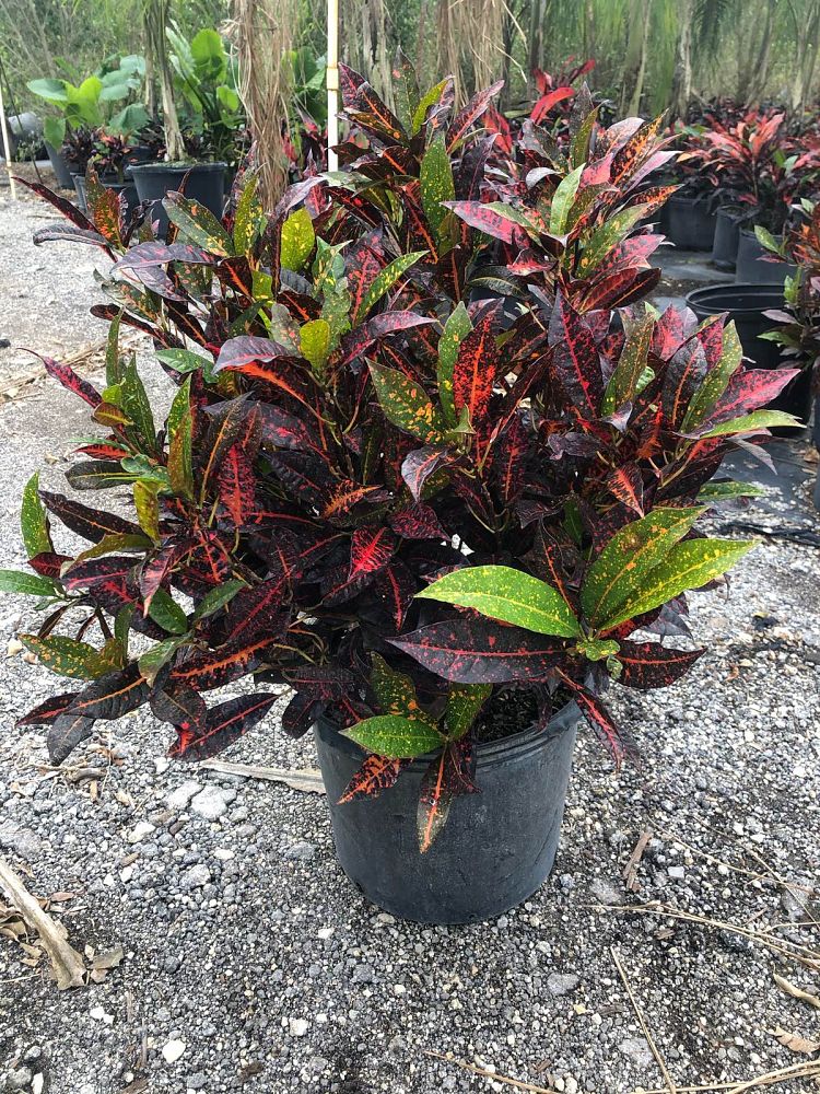 codiaeum-variegatum-red-spot-croton