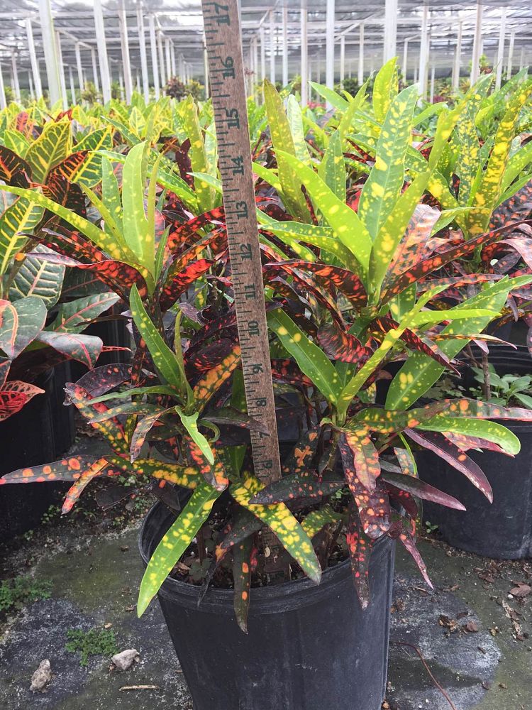 codiaeum-variegatum-red-spot-croton