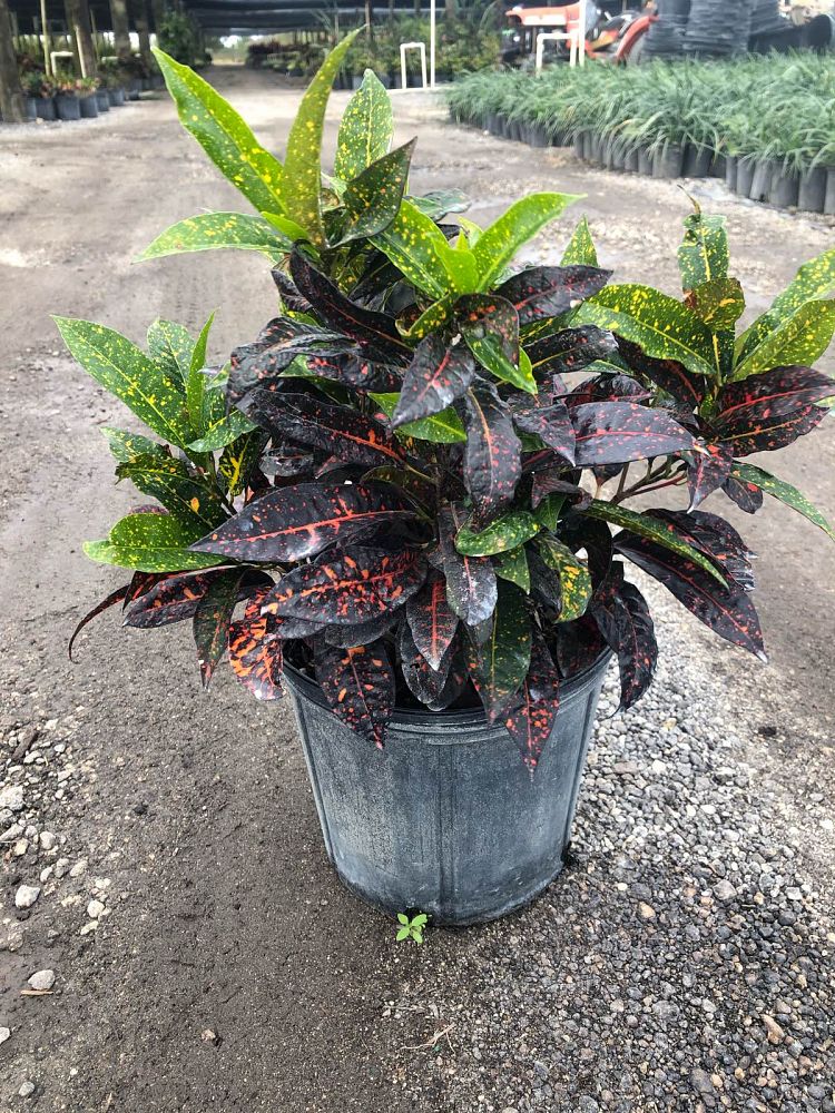 codiaeum-variegatum-red-spot-croton