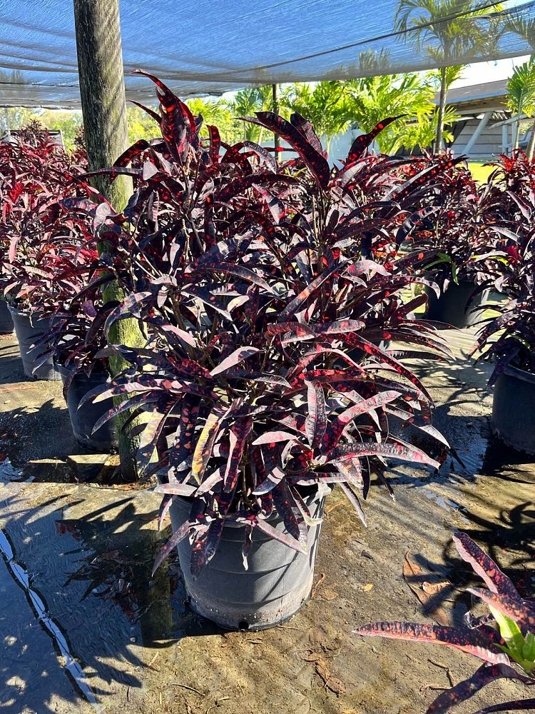 codiaeum-variegatum-red-spot-croton