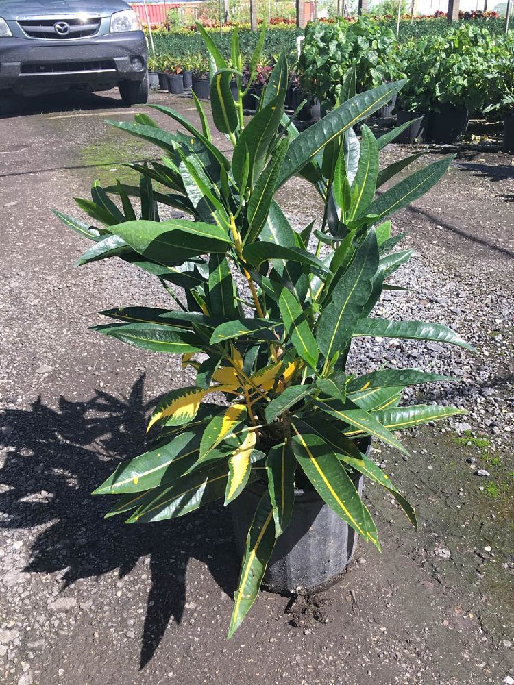 codiaeum-variegatum-robert-lavoris-croton