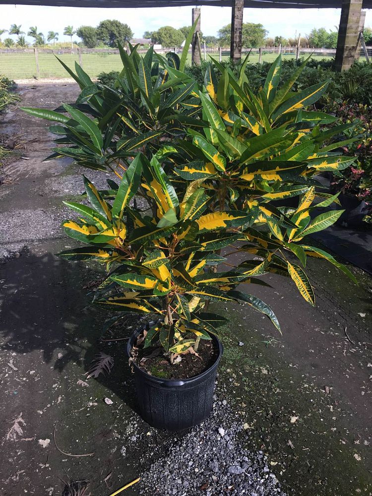 codiaeum-variegatum-robert-lavoris-croton