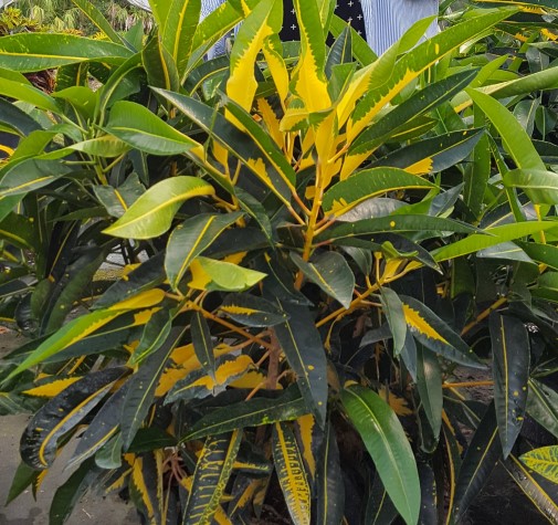 codiaeum-variegatum-robert-lavoris-croton