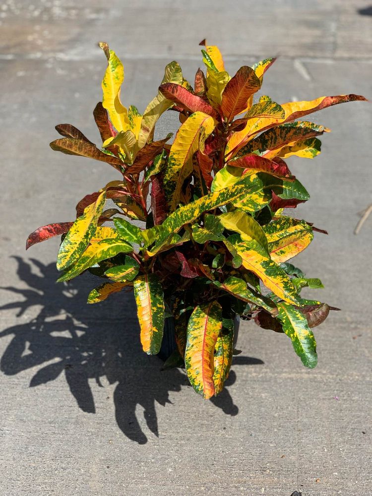 codiaeum-variegatum-rudy-bachman-croton