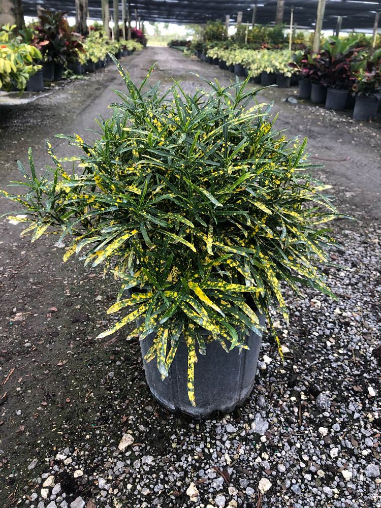 codiaeum-variegatum-shoestring-croton