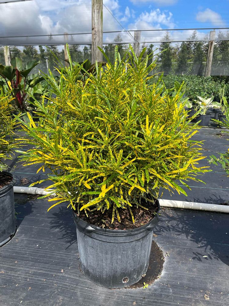 codiaeum-variegatum-shoestring-croton