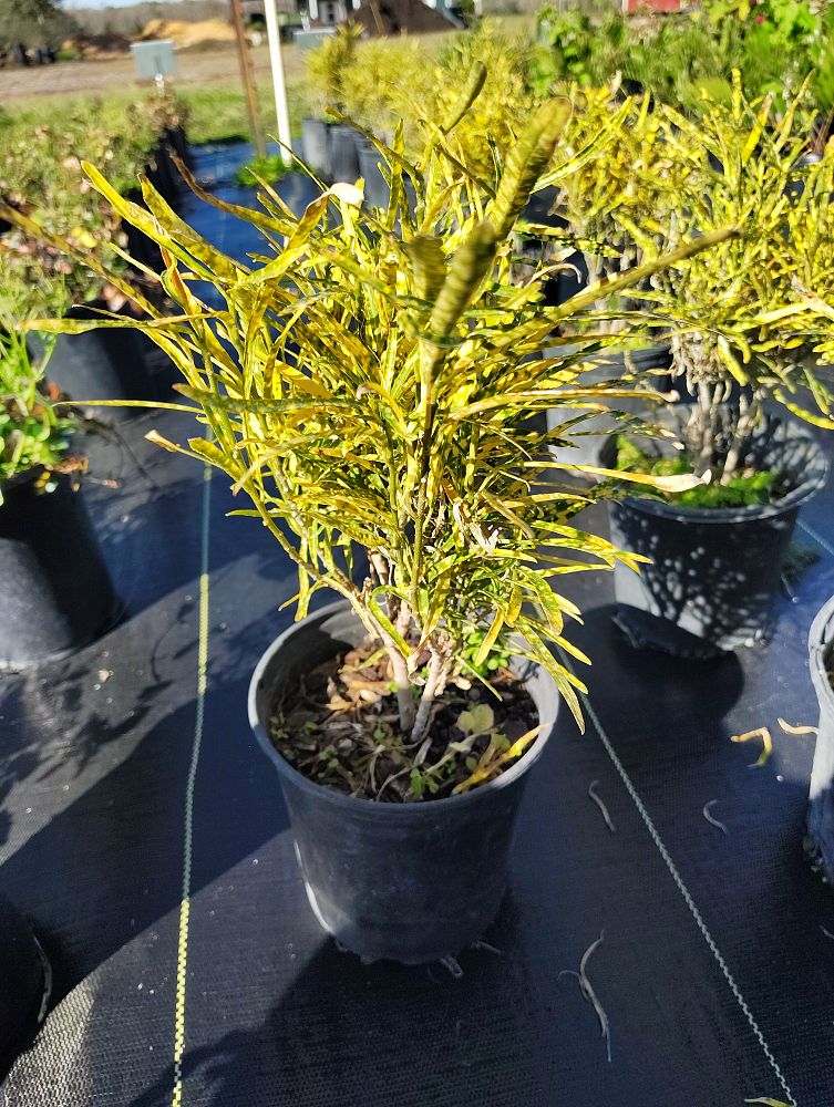 codiaeum-variegatum-shoestring-croton