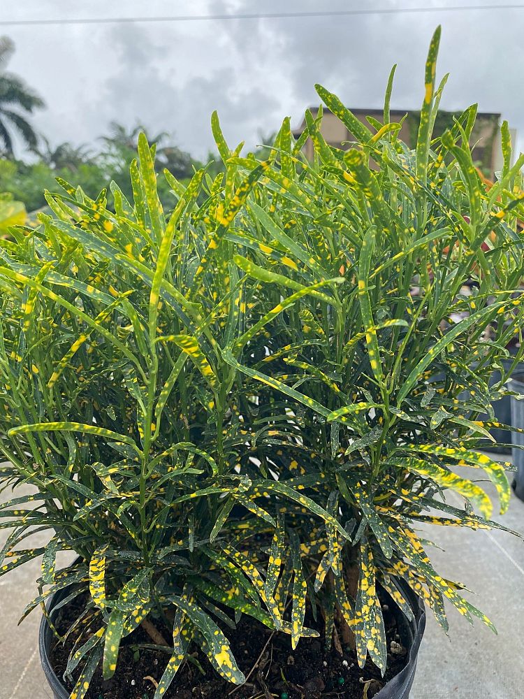 codiaeum-variegatum-shoestring-croton