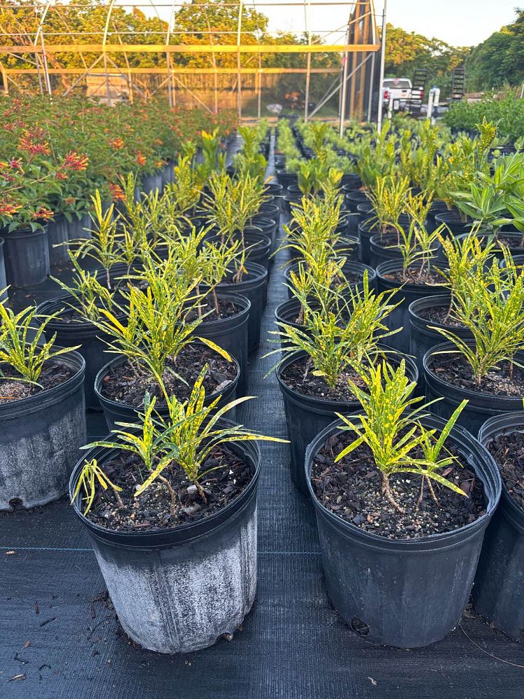 codiaeum-variegatum-shoestring-croton
