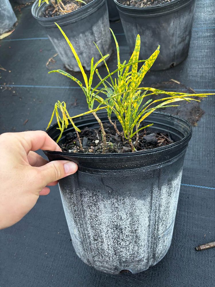 codiaeum-variegatum-shoestring-croton