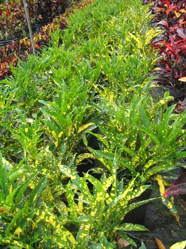 codiaeum-variegatum-sloppy-painter-croton
