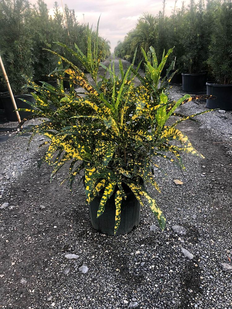 codiaeum-variegatum-sloppy-painter-croton