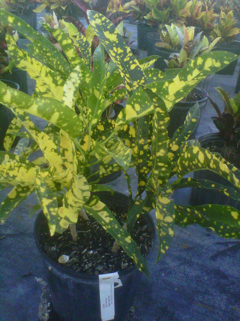 codiaeum-variegatum-sloppy-painter-croton