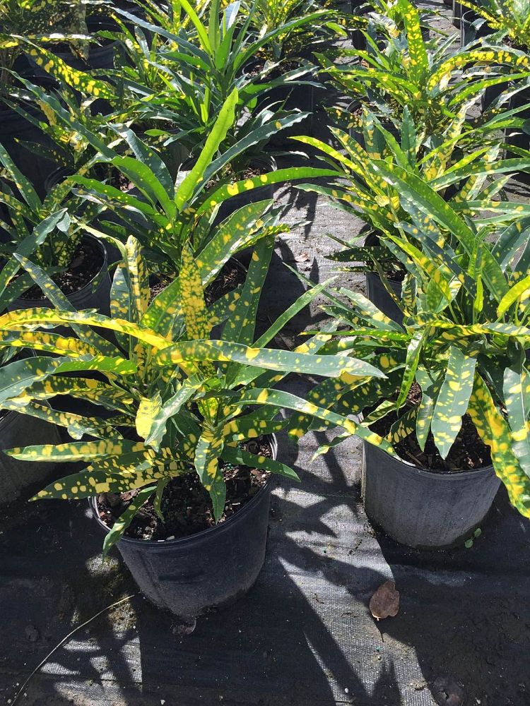 codiaeum-variegatum-sloppy-painter-croton