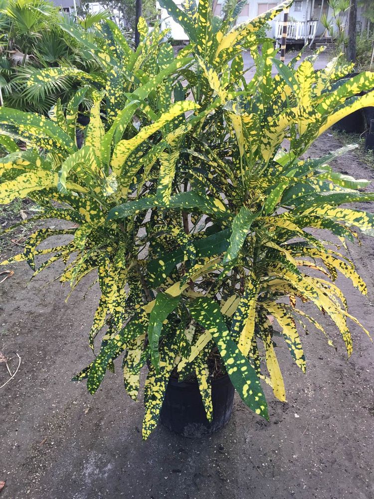 codiaeum-variegatum-sloppy-painter-croton