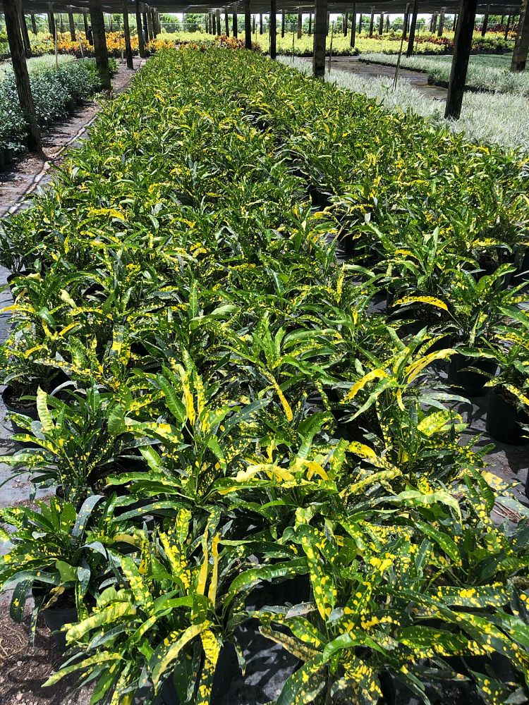 codiaeum-variegatum-sloppy-painter-croton